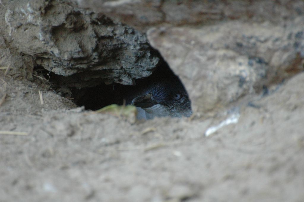 Un manchot bleu au nid (hauteur 20 cm)